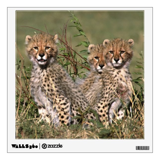Africa; Kenya; Masai Mara; Three cheetah cubs Wall Sticker (Front)