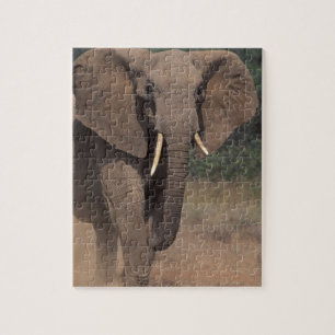 Africa, Kenya, Nanyuki, Mpala. African Elephant. Jigsaw Puzzle