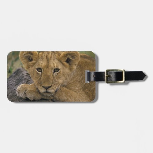 Africa Kenya Portrait of a lion Luggage Tag
