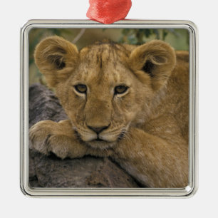 Africa, Kenya. Portrait of a lion. Metal Ornament