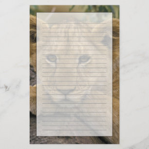 Africa, Kenya. Portrait of a lion. Stationery