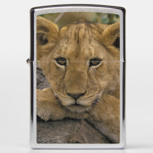 Africa, Kenya. Portrait of a lion. Zippo Lighter