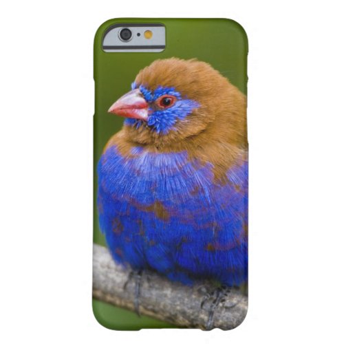 Africa Kenya Purple Grenadier male at Lake Barely There iPhone 6 Case