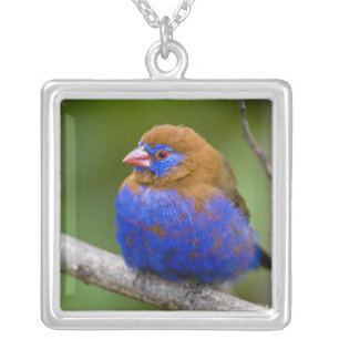 Africa. Kenya. Purple Grenadier Silver Plated Necklace