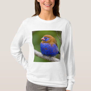 Africa. Kenya. Purple Grenadier T-Shirt