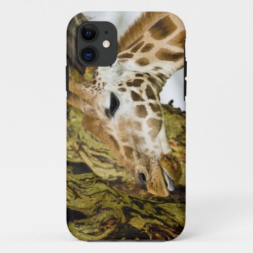 Africa Kenya Rothschilds Giraffe at Lake 3 iPhone 11 Case