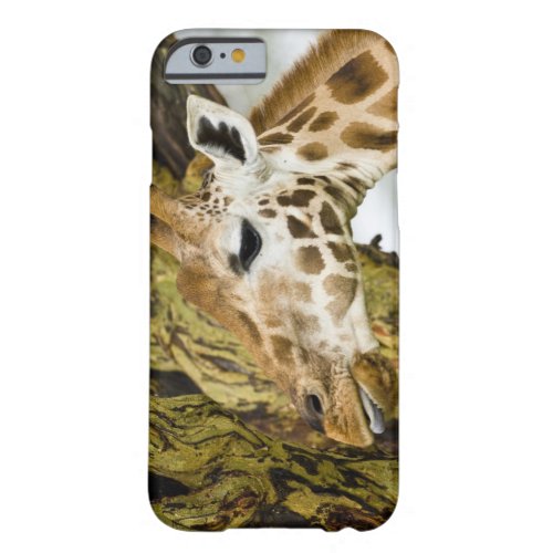 Africa Kenya Rothschilds Giraffe at Lake 3 Barely There iPhone 6 Case