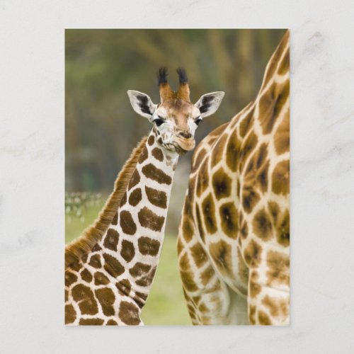 Africa Kenya Rothschilds Giraffe baby with 2 Postcard