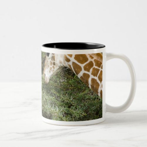 Africa Kenya Rothschilds Giraffes at Lake Two_Tone Coffee Mug