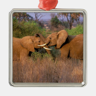 Africa, Kenya, Samburu. Elephant challenge Metal Ornament