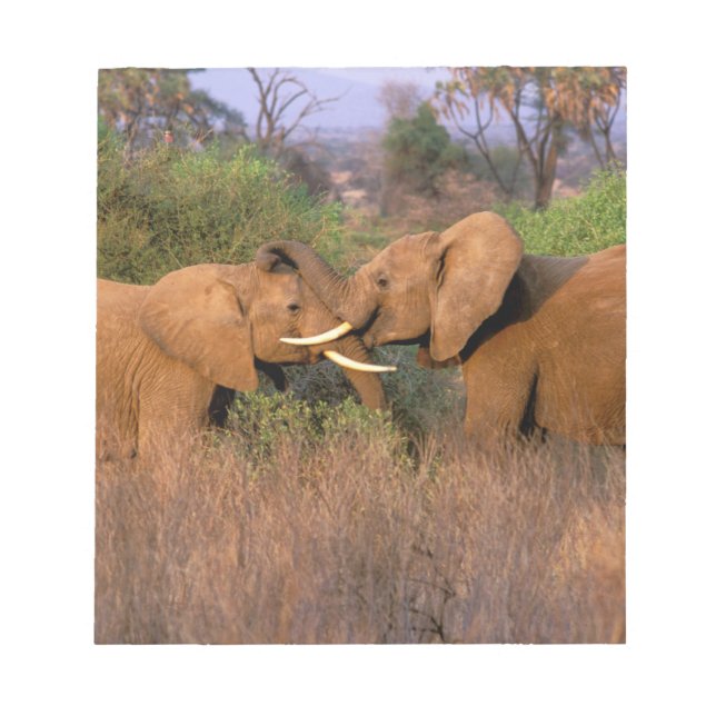 Africa, Kenya, Samburu. Elephant challenge Notepad (Front)