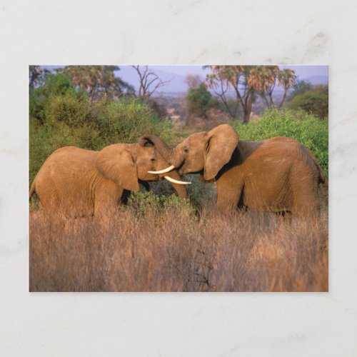 Africa Kenya Samburu Elephant challenge Postcard