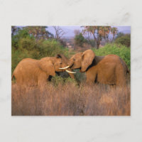 Africa, Kenya, Samburu. Elephant challenge