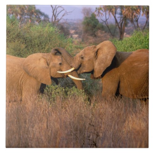 Africa Kenya Samburu Elephant challenge Tile