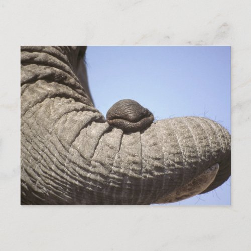 Africa Kenya Samburu Elephant trunk Postcard