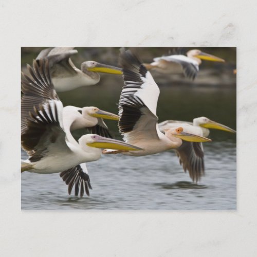 Africa Kenya White Pelicans in flight at Lake Postcard