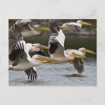 Africa. Kenya. White Pelicans In Flight At Lake Postcard by theworldofanimals at Zazzle