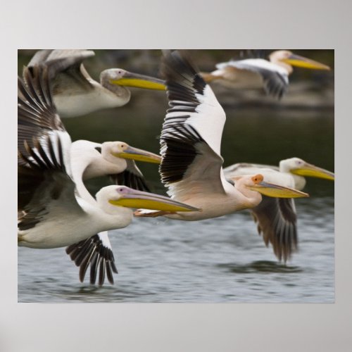 Africa Kenya White Pelicans in flight at Lake Poster