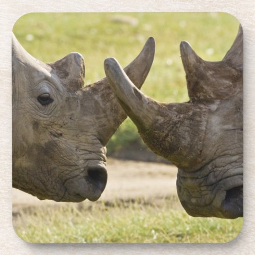 Africa Kenya White Rhinos fighting at Lake Coaster