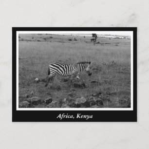 Africa Kenya wild animals Postcard