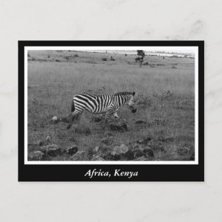 Africa Kenya wild animals Postcard