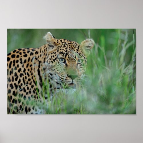 Africa Leopard Poster