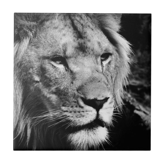africa lion male closeup macro ceramic tile (Front)