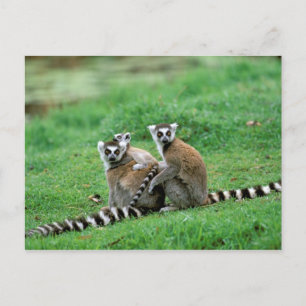 Africa, Madagascar, Antananarivo, Tsimbazaza Postcard