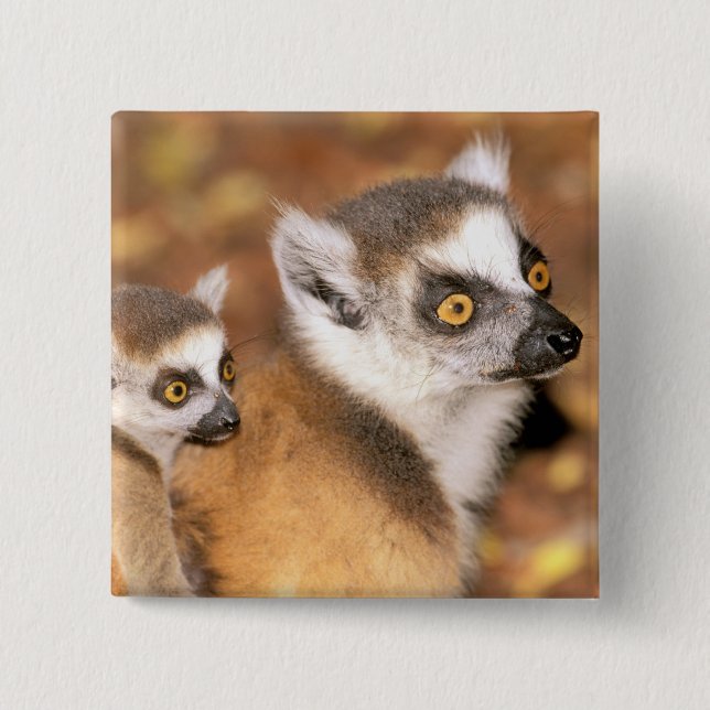 Africa, Madagascar, Berenty Private Reserve. Button (Front)