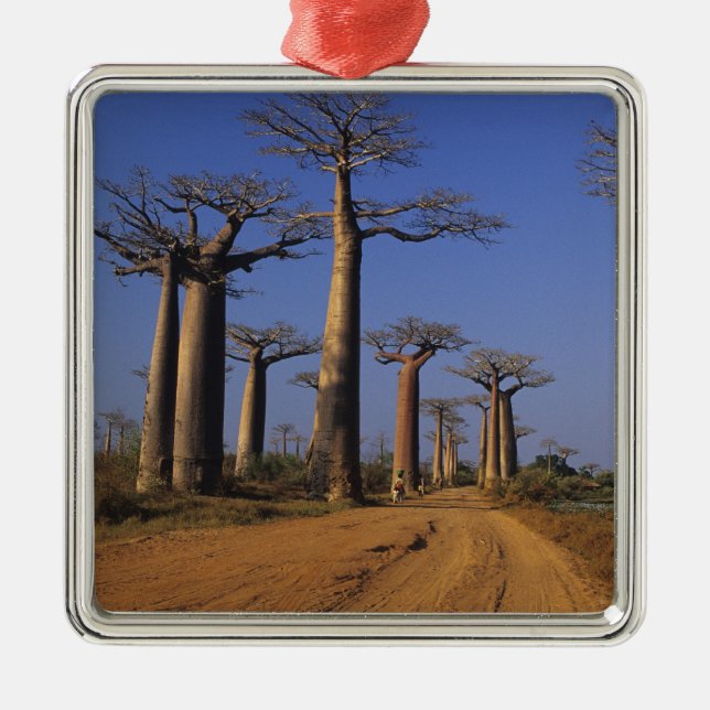 Africa, Madagascar, Morondava, Baobab Avenue. Metal Ornament (Front)