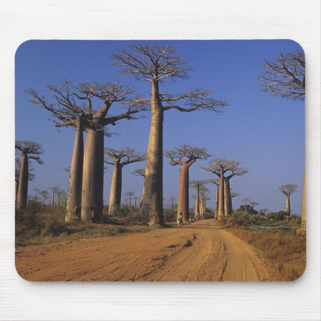 Africa, Madagascar, Morondava, Baobab Avenue. Mouse Pad (Front)