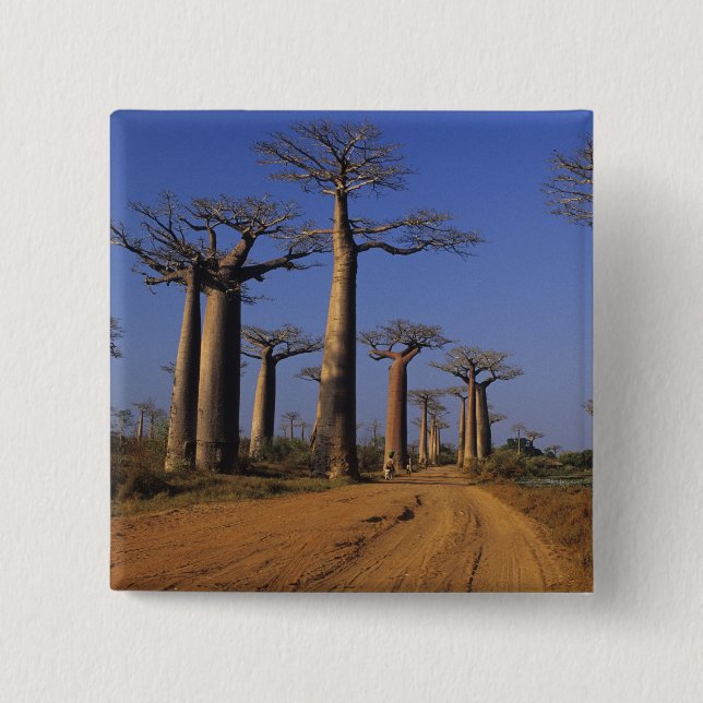 Africa, Madagascar, Morondava, Baobab Avenue. Pinback Button (Front)