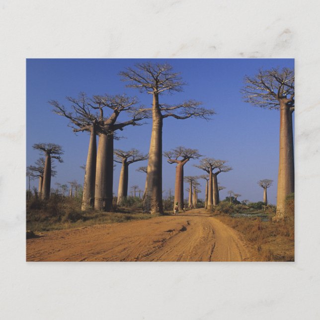 Africa, Madagascar, Morondava, Baobab Avenue. Postcard (Front)
