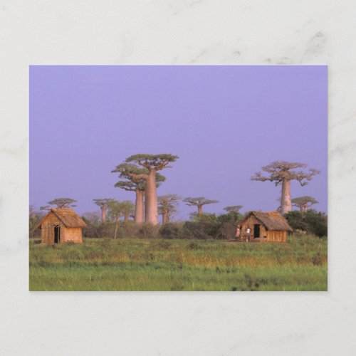 Africa Madagascar Morondava Baobabs Postcard