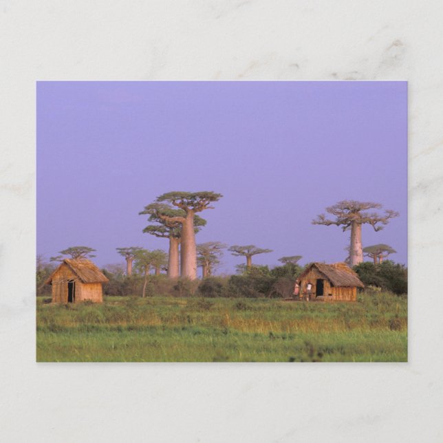 Africa, Madagascar, Morondava. Baobabs Postcard (Front)