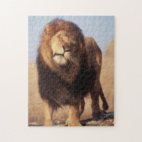 Africa Male African Lion Panthera Leo Jigsaw Puzzle