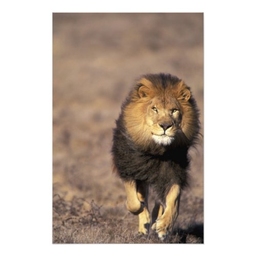 Africa Male African Lion Panthera leo Photo Print
