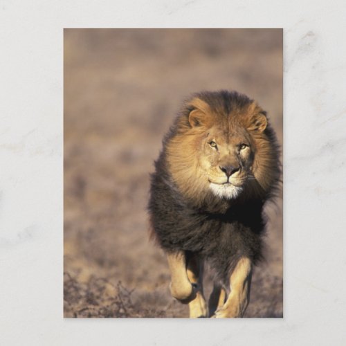 Africa Male African Lion Panthera leo Postcard