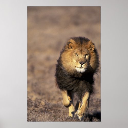 Africa Male African Lion Panthera leo Poster