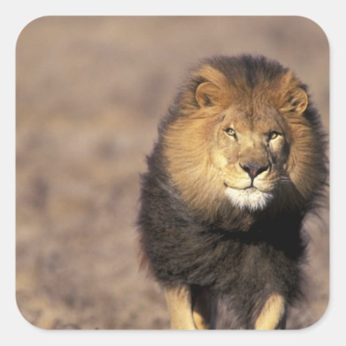 Africa Male African Lion Panthera leo Square Sticker
