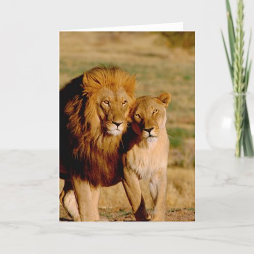 Africa Namibia Okonjima Lion  lioness Card