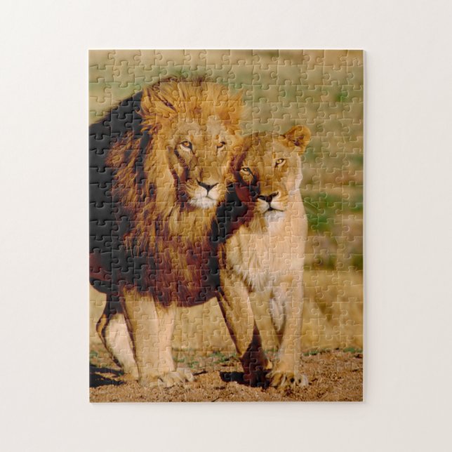 Africa, Namibia, Okonjima. Lion & lioness Jigsaw Puzzle (Vertical)