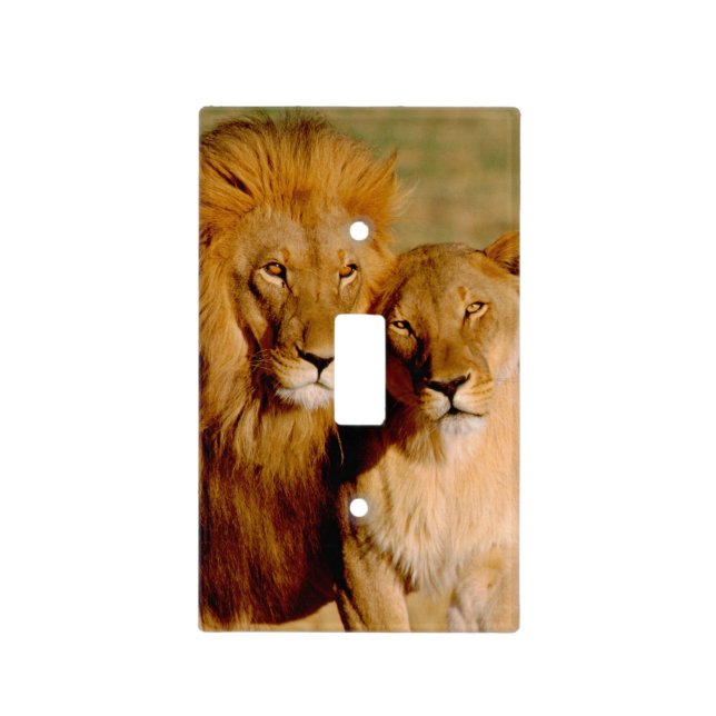 Africa, Namibia, Okonjima. Lion & lioness Light Switch Cover (Front)