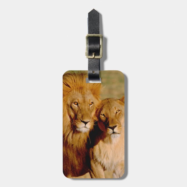 Africa, Namibia, Okonjima. Lion & lioness Luggage Tag (Front Vertical)