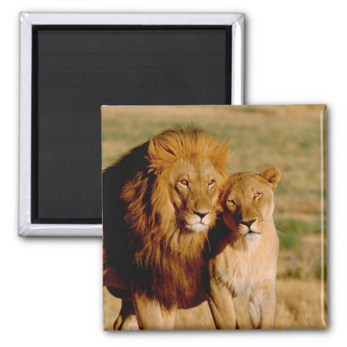 Africa Namibia Okonjima Lion  lioness Magnet