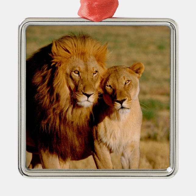 Africa, Namibia, Okonjima. Lion & lioness Metal Ornament (Front)