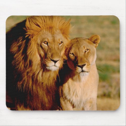 Africa Namibia Okonjima Lion  lioness Mouse Pad