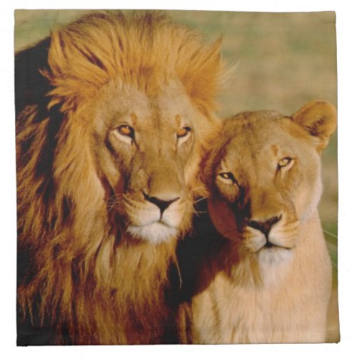 Africa Namibia Okonjima Lion  lioness Napkin