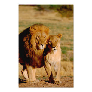 Africa, Namibia, Okonjima. Lion & lioness Photo Print