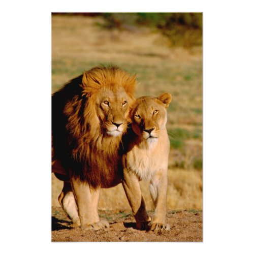 Africa Namibia Okonjima Lion  lioness Photo Print